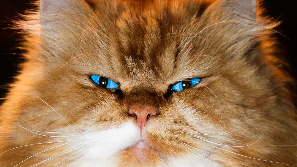 A photo of a serious looking orange cat. Photo by Sabīne Jaunzeme on Unsplash