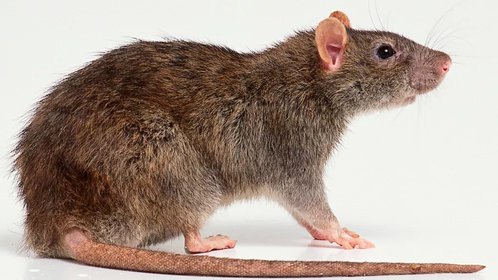 It's a photograph of a brown rat, nothing more and nothing less.