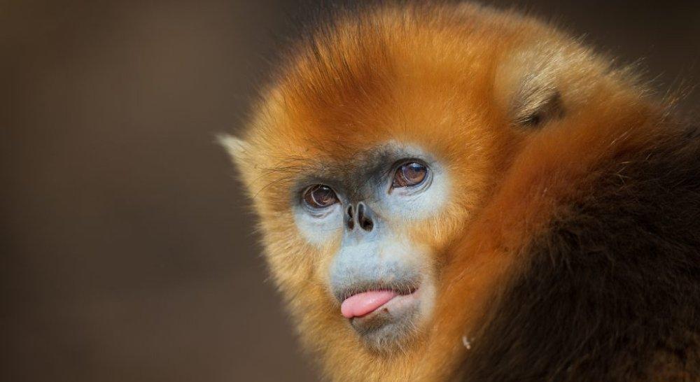Click image for larger version

Name:	stupid monkey.jpg
Views:	8404
Size:	52.5 KB
ID:	3515370