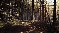 Click image for larger version

Name:	BlairWitch_E32019Sreenshot_forest.jpg
Views:	229
Size:	883.1 KB
ID:	3495400
