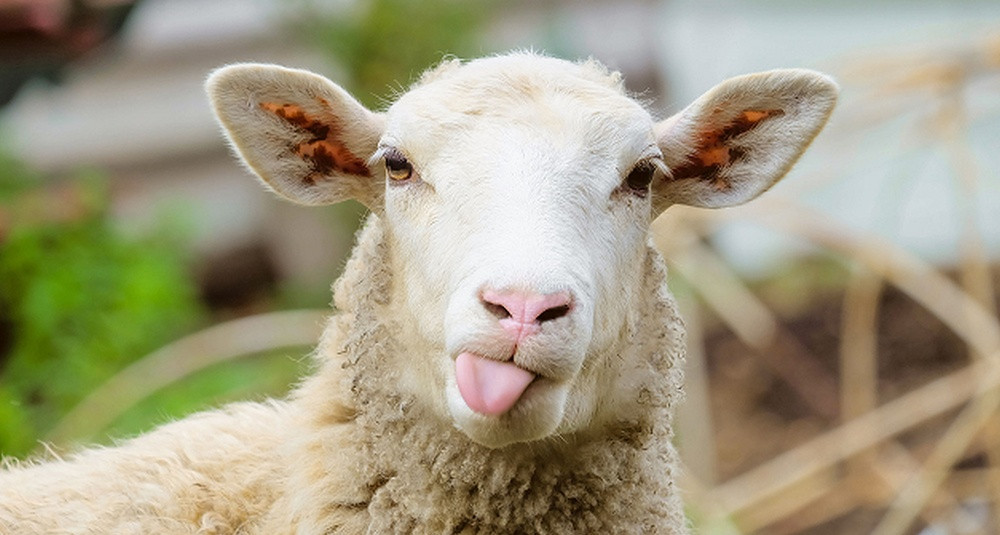 Catherine sheep
