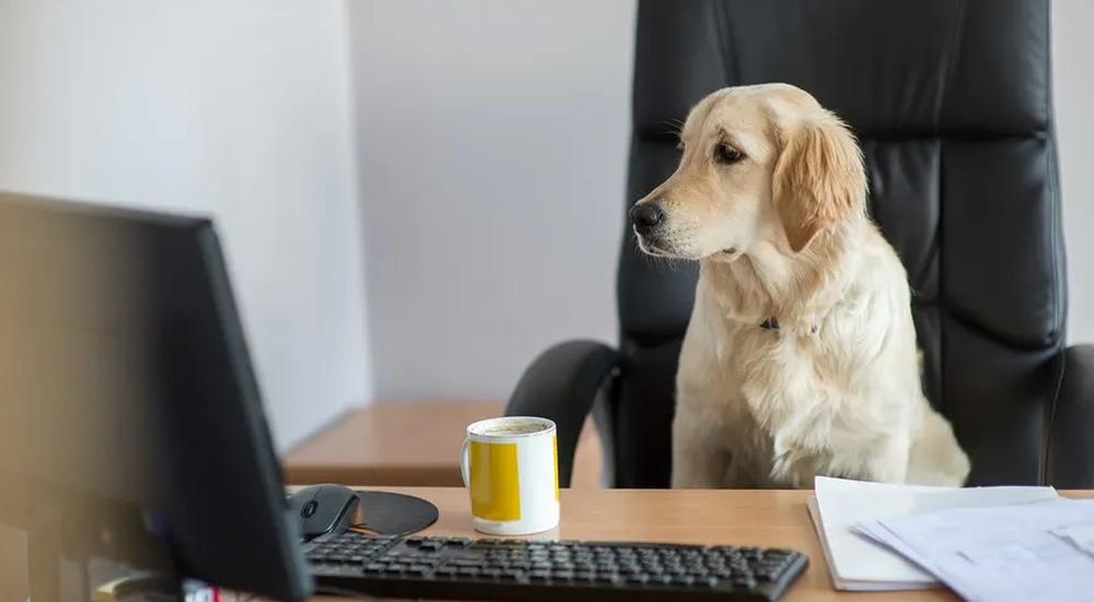 Work from home dog
