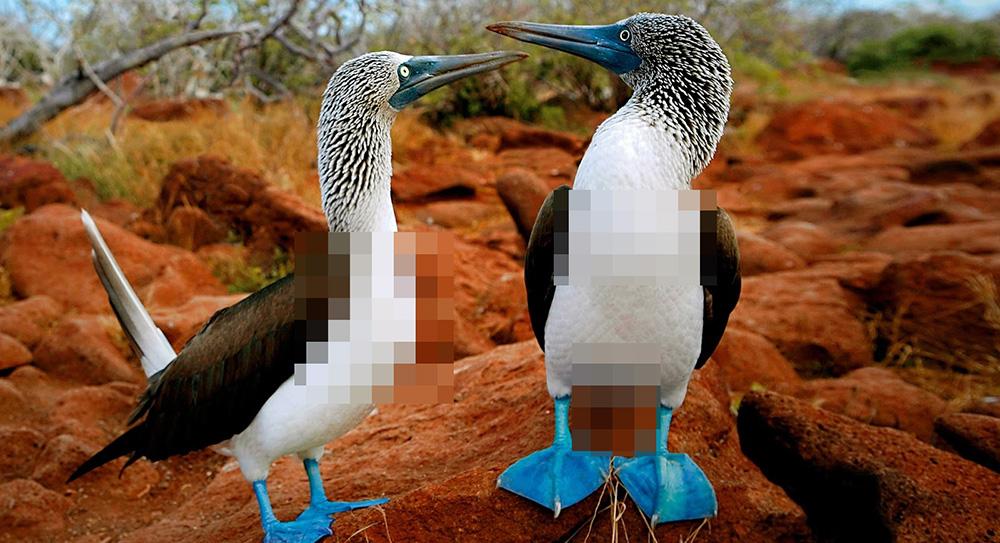 Click image for larger version

Name:	Boobies.jpg
Views:	6987
Size:	94.2 KB
ID:	3516768