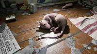 Click image for larger version

Name:	SS_Toxix_rat.webp
Views:	157
Size:	285.1 KB
ID:	3529691