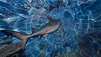 Click image for larger version

Name:	Maneater 2_Screen_Tunnel.webp
Views:	0
Size:	463.9 KB
ID:	3546453