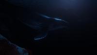 Click image for larger version

Name:	humpback in moonlight.jpg
Views:	106
Size:	204.5 KB
ID:	3497221
